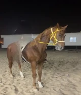 انجليزي بطل