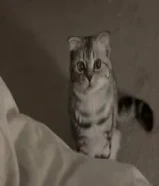 قط لتبني ذكر