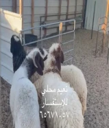 نعيم محلي مع الذبح والتوصيل