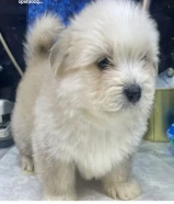 للبيع على اجلابه النوع شيتتزو العمر شهرين الصحه اوك لعوبين في ذكر و في نثيه