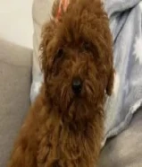 توي بودل للبيع