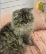 للتبني عمره 9 شهور هادي ولعوب ويحب النوم والاكل