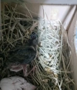 للبيع جولدن