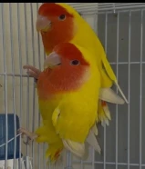 ازواج لوف بيرد