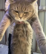 للتبني قطاوه سكوتش فولد وسكوتش ستريت