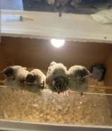 فروخ بلابل للبيع