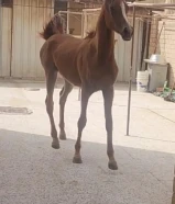 للبيع فلو عربي العمر سنه و شهرين