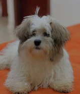 للبيع كلب نوعه مالتيزرز العمر : 6شهور