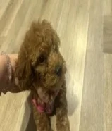 تويبوودل للبيع