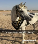 حصان مصري العمر 4