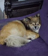 ذكر بوميرينيان تي كب بيور