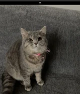 للبيع مع اغراضه ب 60اغراضه يديده