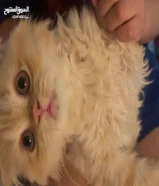 قطه شقراء للبيع بسعر معقول مرحه ولطيفه