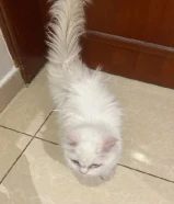 قطه مميزه للبيع