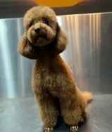 للبيع كلب توي بودل انثى