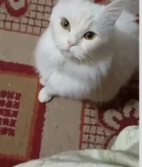 قطه للتبني هادئه جدا