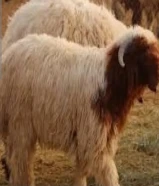 ذبايح للبيع وتوصيل ذبايح بالكويت