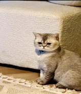 ذكر سكوتش إيجار للتزاوج