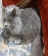 قطه للتبني في اسرع وقت