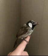 بلبل حساوي جانبو فل ربوه