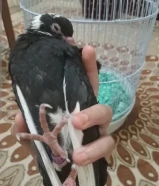 حمامه محجله للبيع ب 6 دنانير مع قفصه واكله