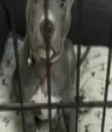 البيع كلب بتبول