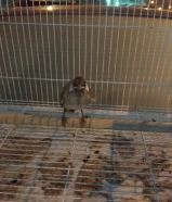 مطلوب فرخ بلبل سعره خمسه