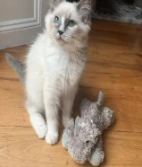 Cute kittens for free adoption . I have RagdolI Kittens who are urgently looking for new homes