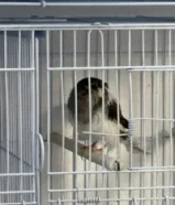 كناري همداني تغريد