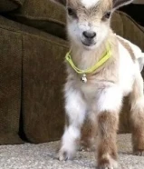 للبيع ماعز قزم جيكي