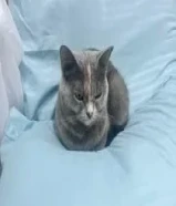 قطط للتبني