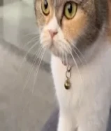 قطة للتبني