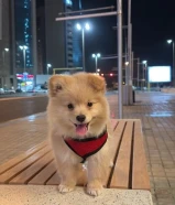 جرو بومرينيان