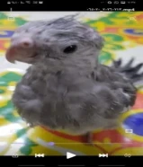 فرخ كراوان كوكتيل