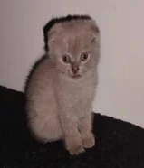 كيتن للبيع اعمارهم شهر ونص سكوتش فولد درجه عاليه سته خمس صفر ثلاث ثلاث اربع اربع تسع kitten for scot