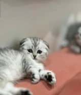 قطاوة سكوتش فولد للبيع