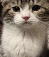 His name is dio and male