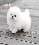 Pomeranian puppies available for rehoming