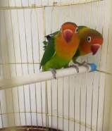 للبيع طيور زوج ببغاء الحب فيشر مع القفص للتواصل واتساب فقط