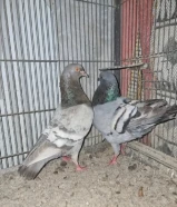 3 أزواج مدنيز