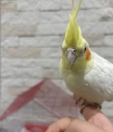 طيور الكروان اليف بس ما يطيرون يحتاج شهرين تقريباً عشان يطيرون