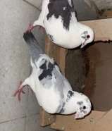 للبيع حمام زاجل للسباق وللإنتاج