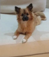 كلب بيتي الماني مستورد ومطعم German Spitz Mitte