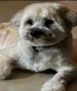 Male Maltese Mixed Breed 4 Years Old كلب لعوب عمره 4 سنوات للبيع