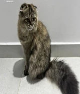 قطة سكوتش فولد