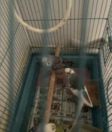 للبيع طيور حب