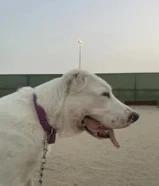 للبيع نثيه اللباي