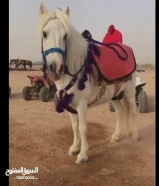 إيجار خيل بوني جميع مناطق الكويت