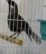 للبيع بلبل تايلندي +ومبي+ياسمين طائفي