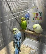 جوزين بادجي للبيع